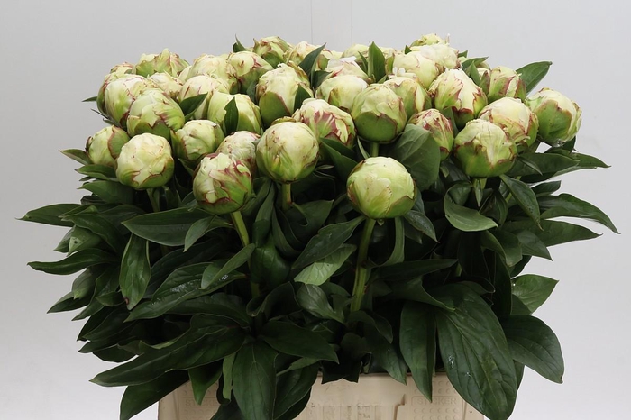 <h4>Paeonia Lactiflora Grp 'Snow Princess'</h4>
