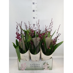 Burrageara  'Barrocco Red'