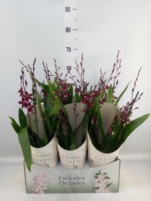 <h4>Burrageara  'Barrocco Red'</h4>