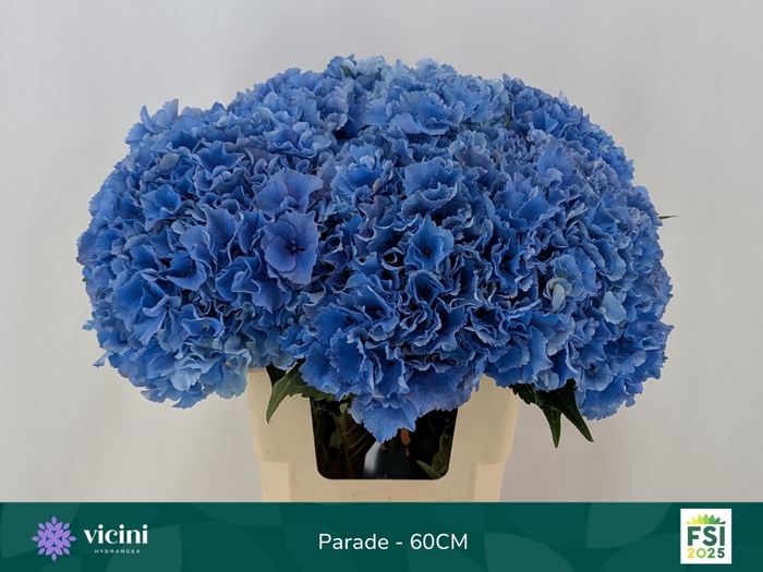 <h4>HYDR M ROYAL PARADE</h4>