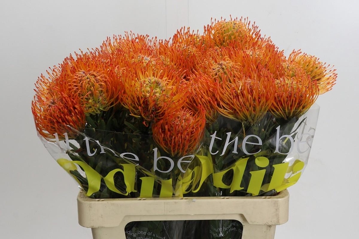 <h4>Nutans Ayoba Sun</h4>