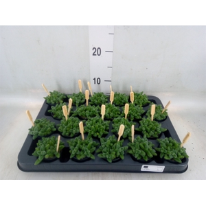 Delosperma echinatum