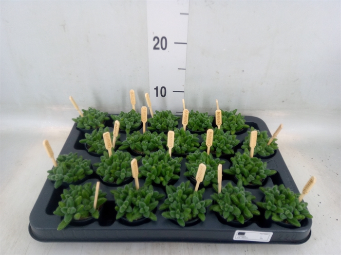 <h4>Delosperma echinatum</h4>