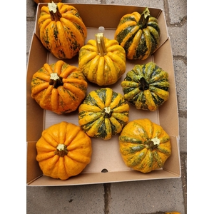 CUCURBITA KAMO-KAMO