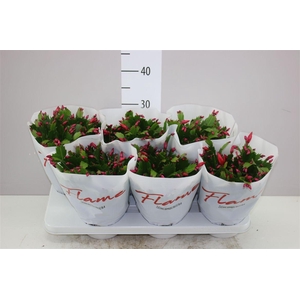 Schlumbergera Flame Red