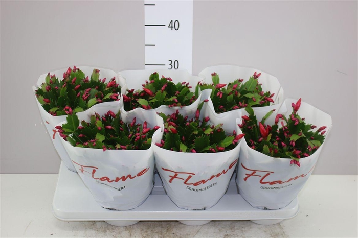 <h4>Schlumbergera Flame Red</h4>