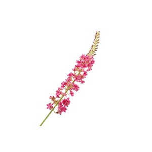 Eremurus Cerise