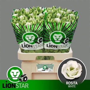 EUS G ROSI WHITE@PROMO