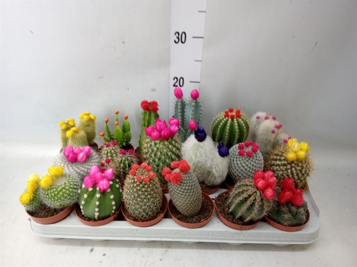 <h4>Cactus   ...decorated</h4>