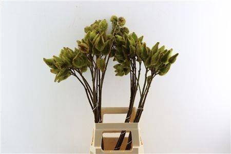 <h4>DECOGROEN OV KLB H%</h4>
