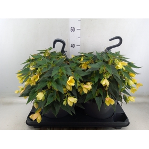 Begonia boliv. 'Beauvilia Lemon'