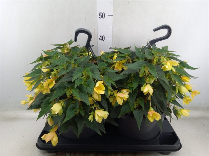 <h4>Begonia boliv. 'Beauvilia Lemon'</h4>
