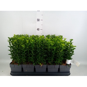 Euonymus japon. 'Green Spire'