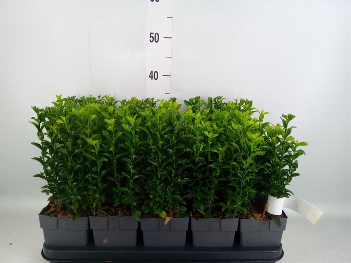 <h4>Euonymus japon. 'Green Spire'</h4>