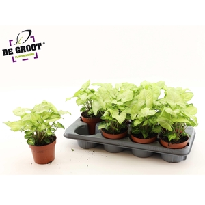 SYNG WHITE BUTTERFLY