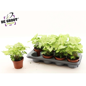 SYNG WHITE BUTTERFLY