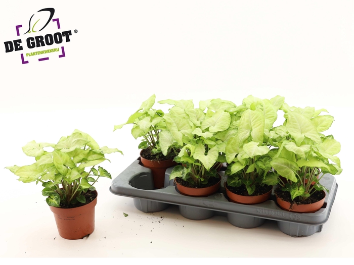 <h4>SYNG WHITE BUTTERFLY</h4>