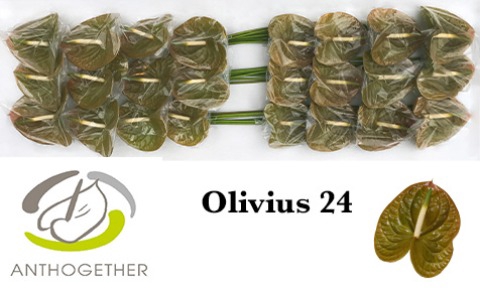 <h4>Anthurium Olivius</h4>