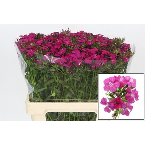 DI BARB AM NEON CHER