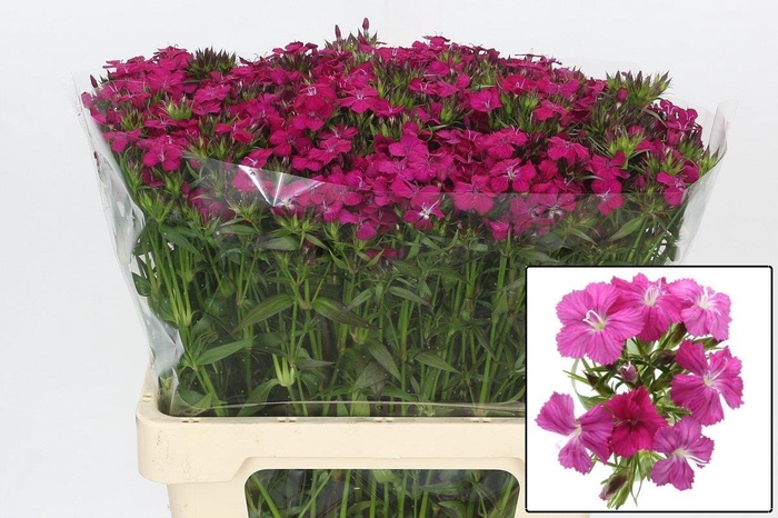 <h4>DI BARB AM NEON CHER</h4>