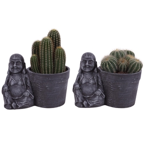Cactus mix Ø12cm in Ceramic Sitting Buddha Ø21cm