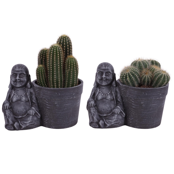 <h4>Cactus mix Ø12cm in Ceramic Sitting Buddha Ø21cm</h4>