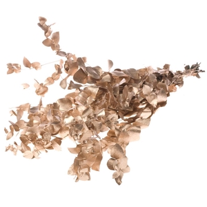 Eucalyptus Esp Pres W.g.