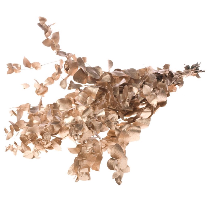 <h4>Eucalyptus Esp Pres W.g.</h4>