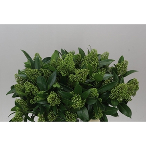 Skimmia C Kew Green A2