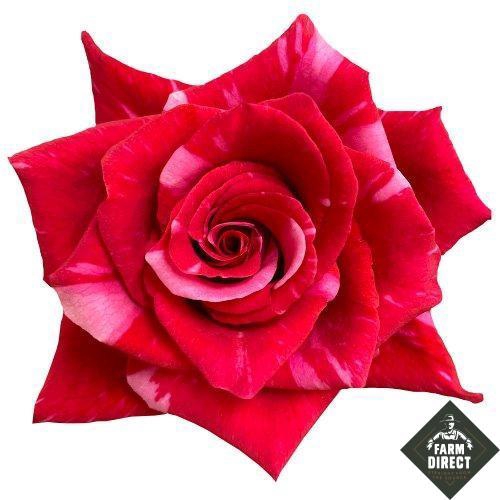 <h4>R GR PINK PUMA</h4>