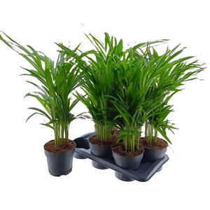 DYPSIS LUTESCENS