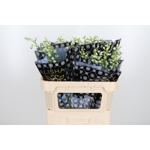 Delphinium El Overig