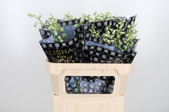 <h4>Delphinium El Overig</h4>