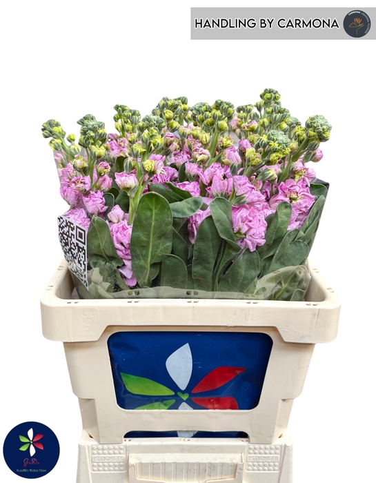 <h4>MATTH IRON PINK</h4>