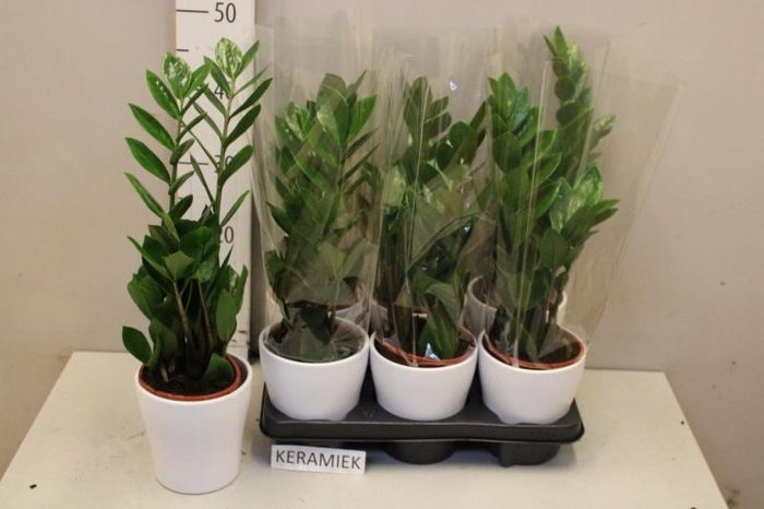 <h4>ZAMIO ZAMIIFOLIA</h4>