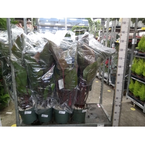 Philodendron  'Red Beauty'