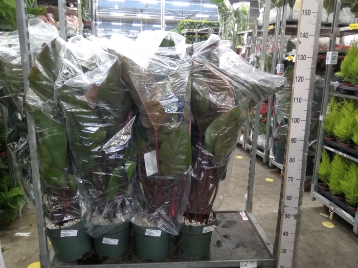 <h4>Philodendron  'Red Beauty'</h4>