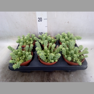 Sedum burrito