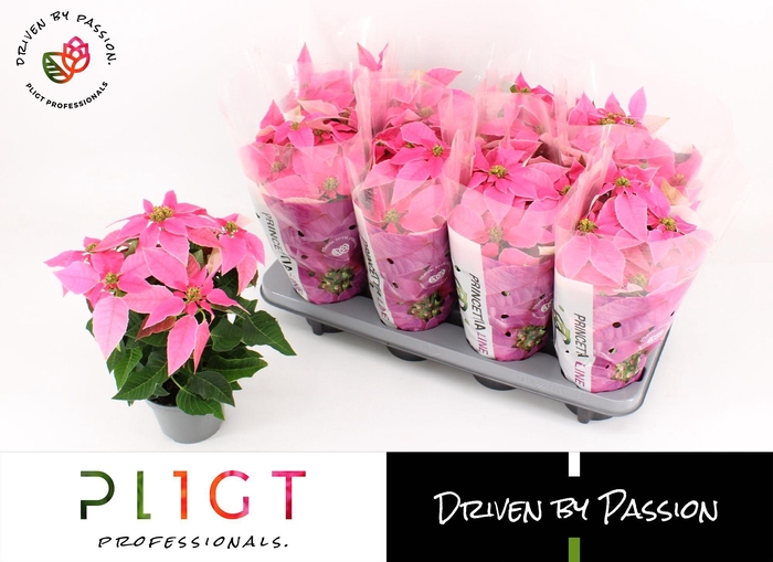 <h4>Princettia Hot Pink P12 Princettia Line</h4>