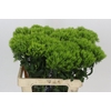 Dianthus Br Kiwi Mellow