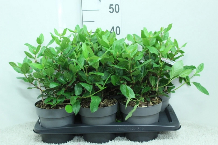 <h4>Viburnum tinus 'Gwenllian' P17 (potgekweekt)</h4>