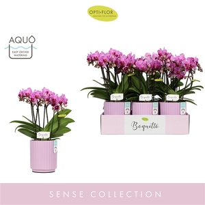 Boquetto Delight 3-5 spike in Molise Lilac Aquo