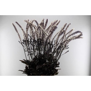 Actaea Brunette(zilverkaars)40