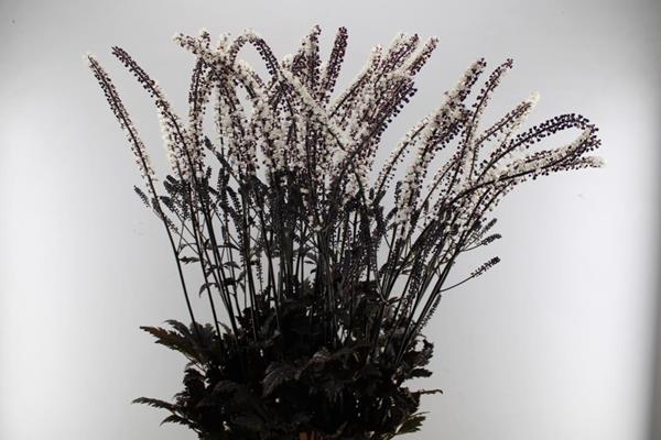 <h4>Actaea Brunette(zilverkaars)40</h4>