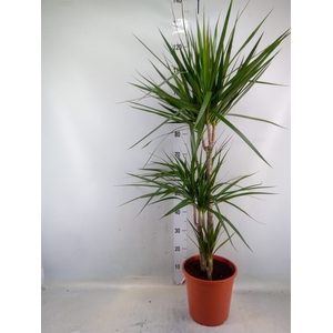 Dracaena marg.