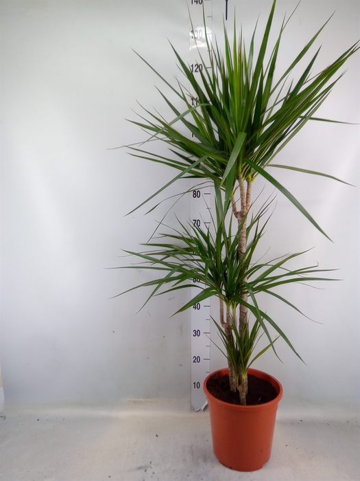 <h4>Dracaena marg.</h4>