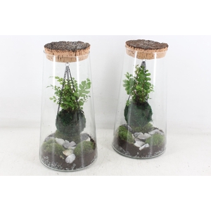 arr3 WR - Terrarium kokedarium Triton x3