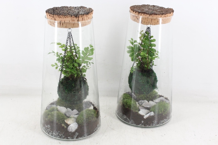 <h4>arr3 WR - Terrarium kokedarium Triton x3</h4>