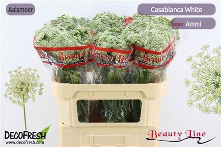 <h4>Ammi Vis Casablanca</h4>
