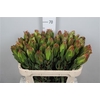 Leucadendron Laurel Yellow Spray 070cm